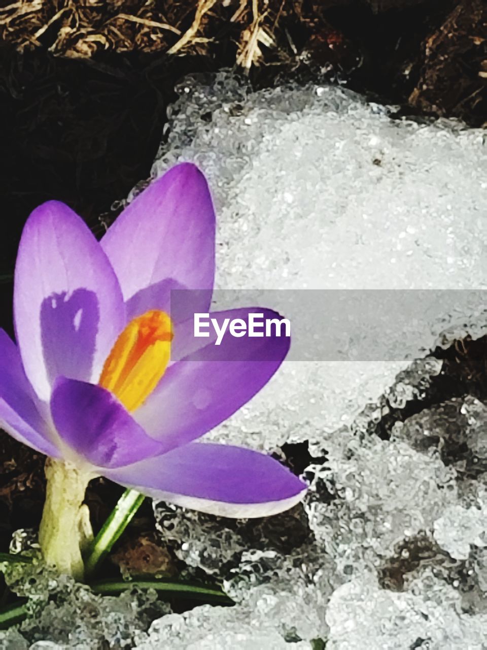 CLOSE-UP OF BLUE CROCUS FLOWER