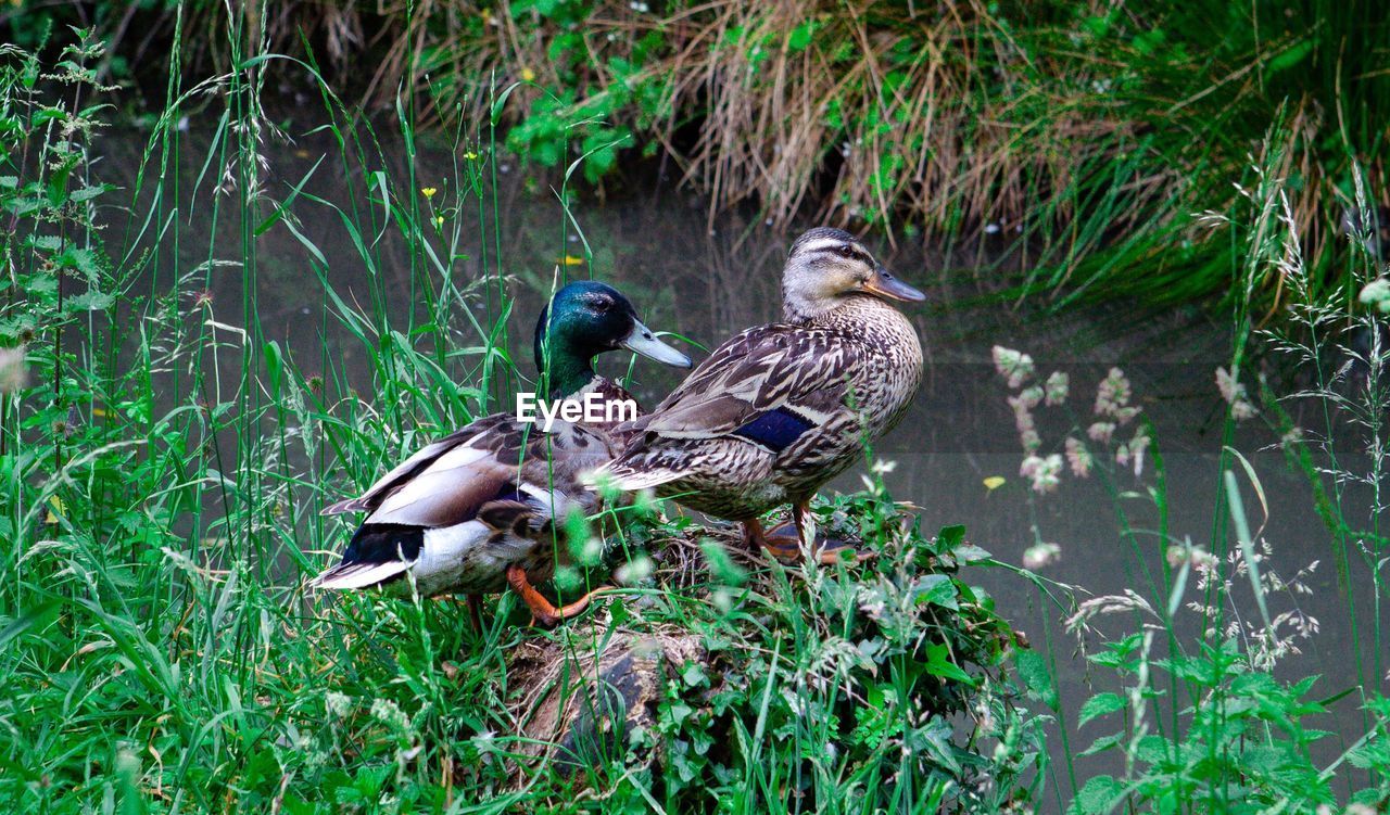 TWO BIRDS IN THE GRASS