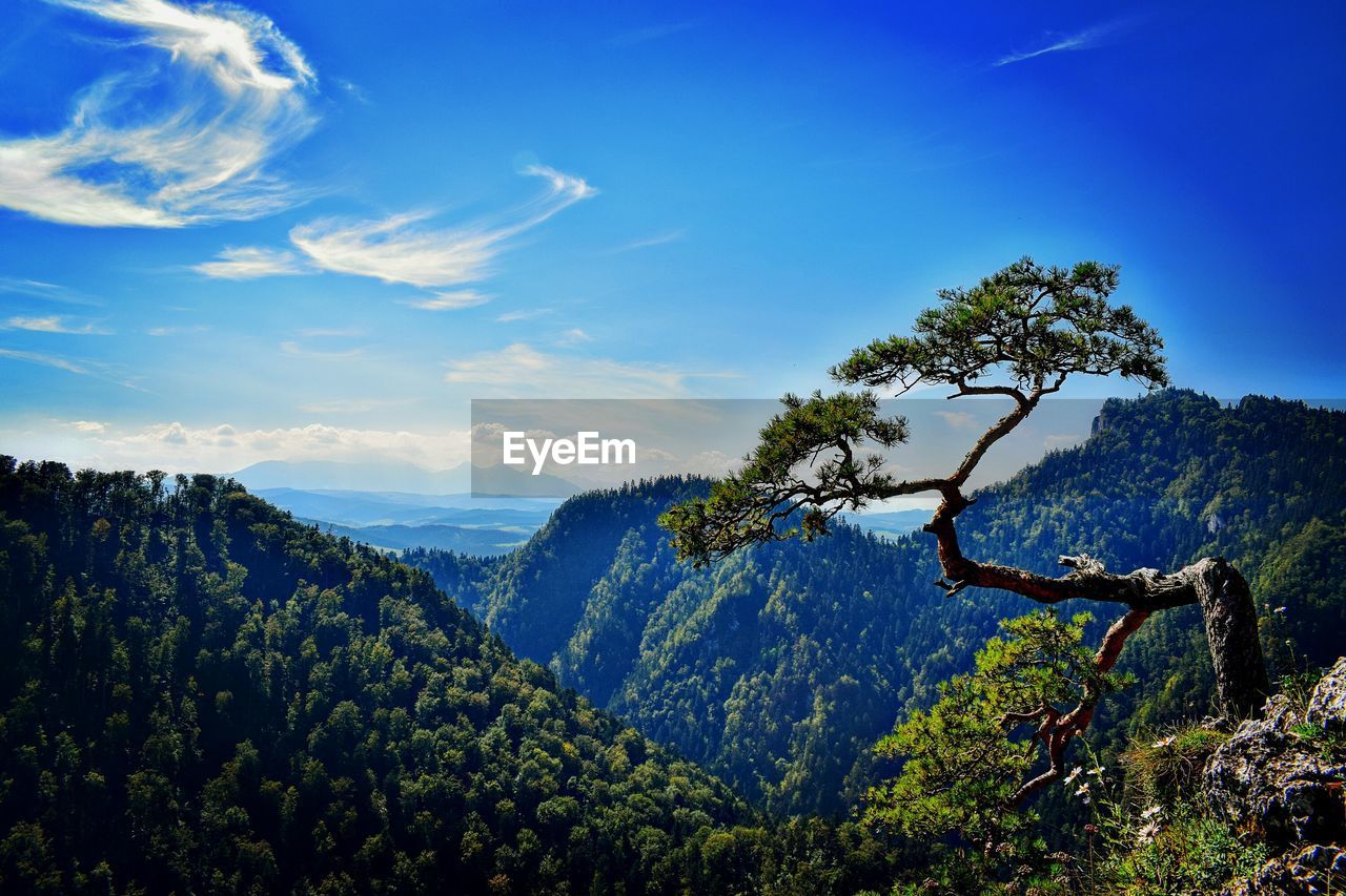 VIEW OF TREES ON LANDSCAPE