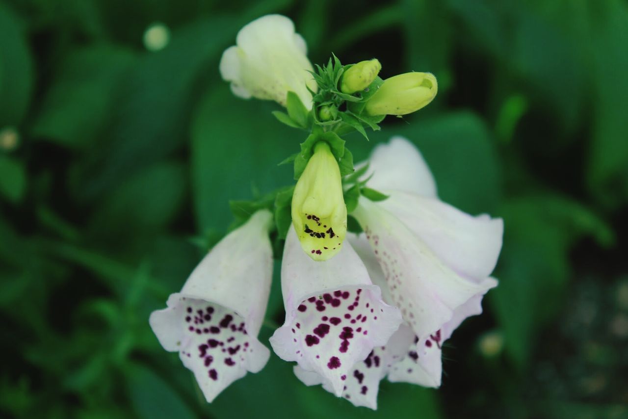 Close-up of white foxgloves