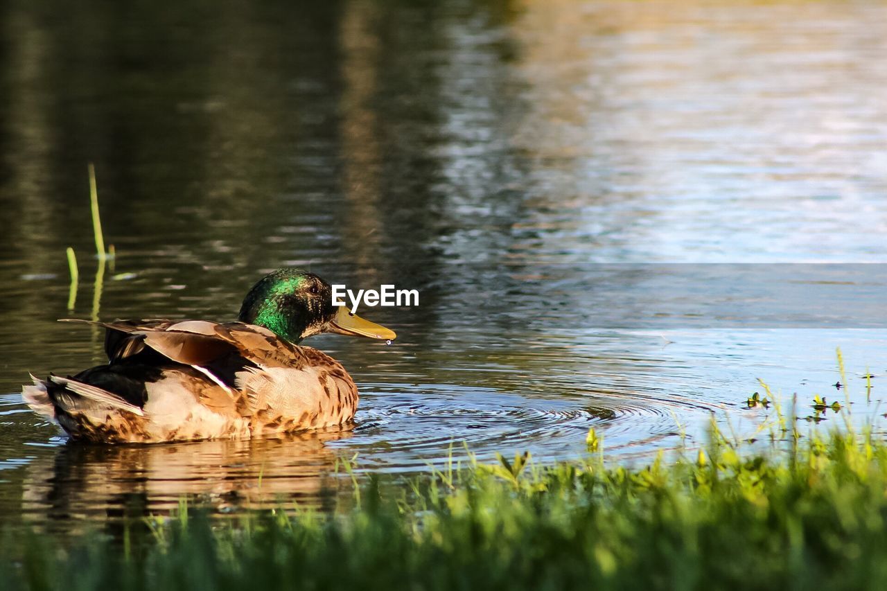 DUCKS SWIMMING ON LAKE