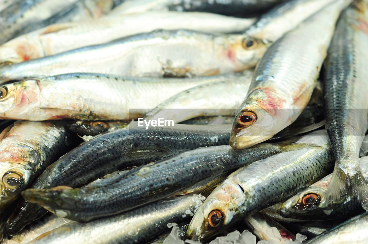 High angle view of fishes for sale in market