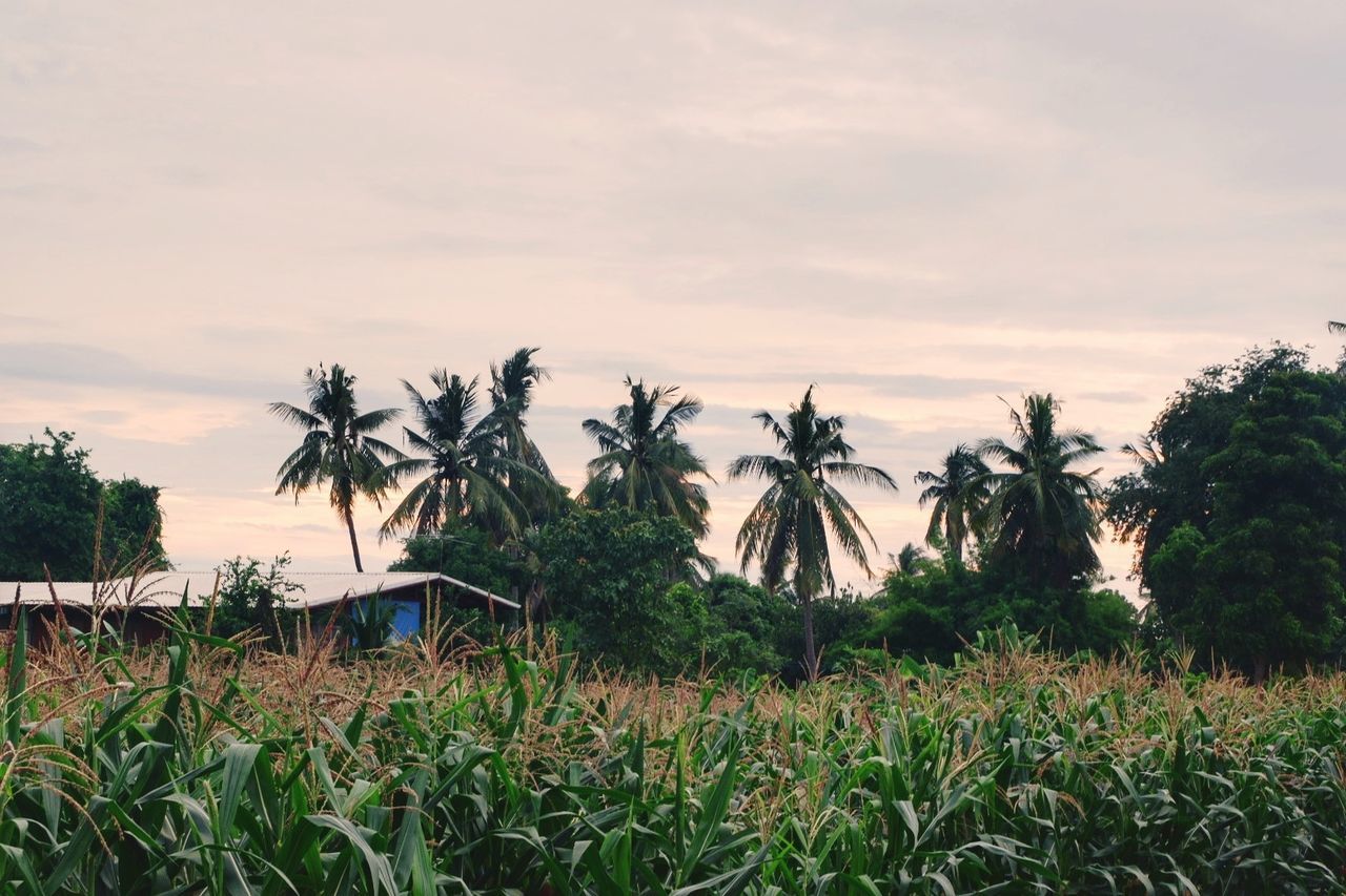 PALM TREES GROWING ON FIELD AGAINST SKY