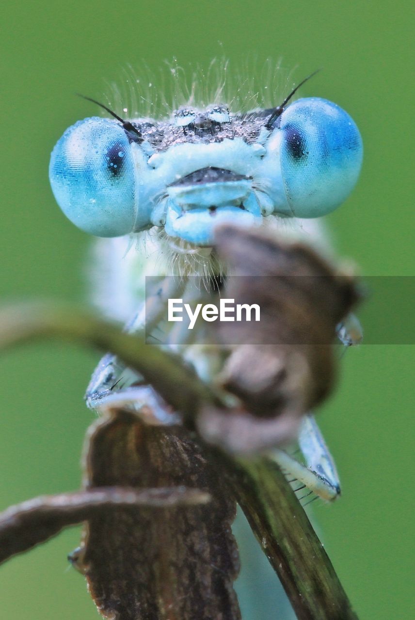 Close-up of blue dragonfly on leaf