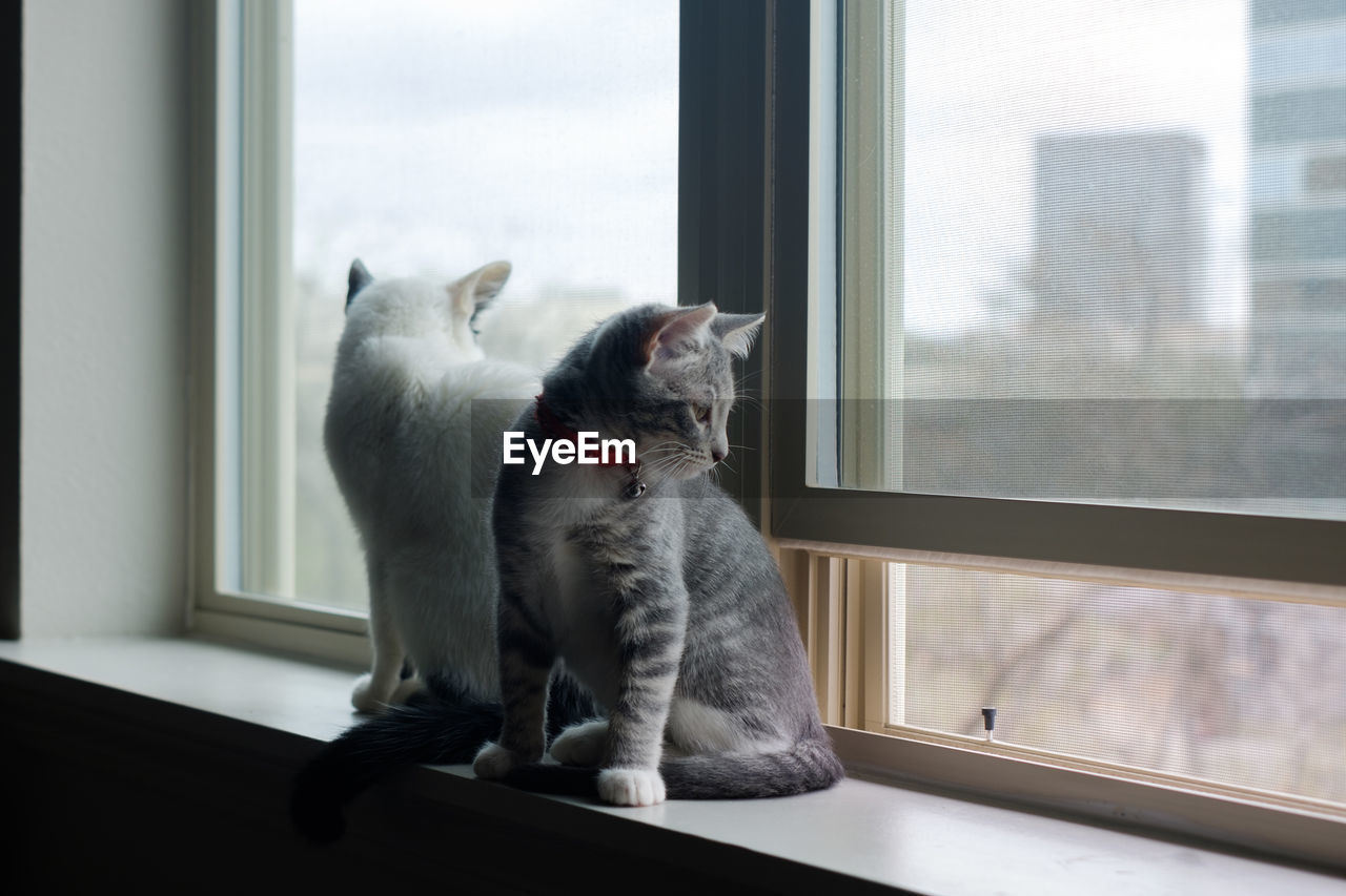 CLOSE-UP OF DOG LOOKING THROUGH WINDOW AT HOME