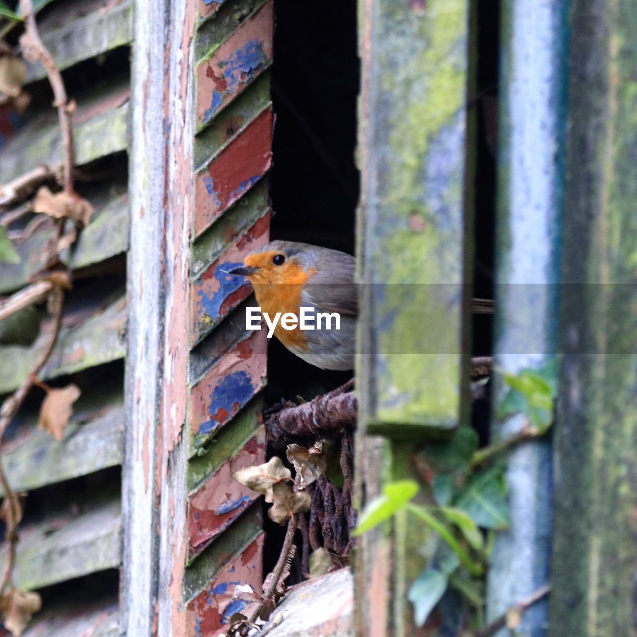 BIRD PERCHING ON RUSTY METAL