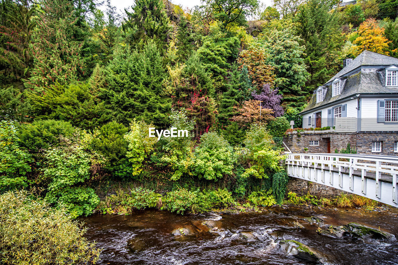 Trees growing by river in forest