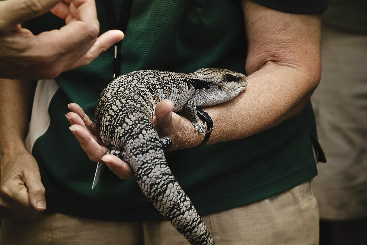 Cropped image of man holding lizard