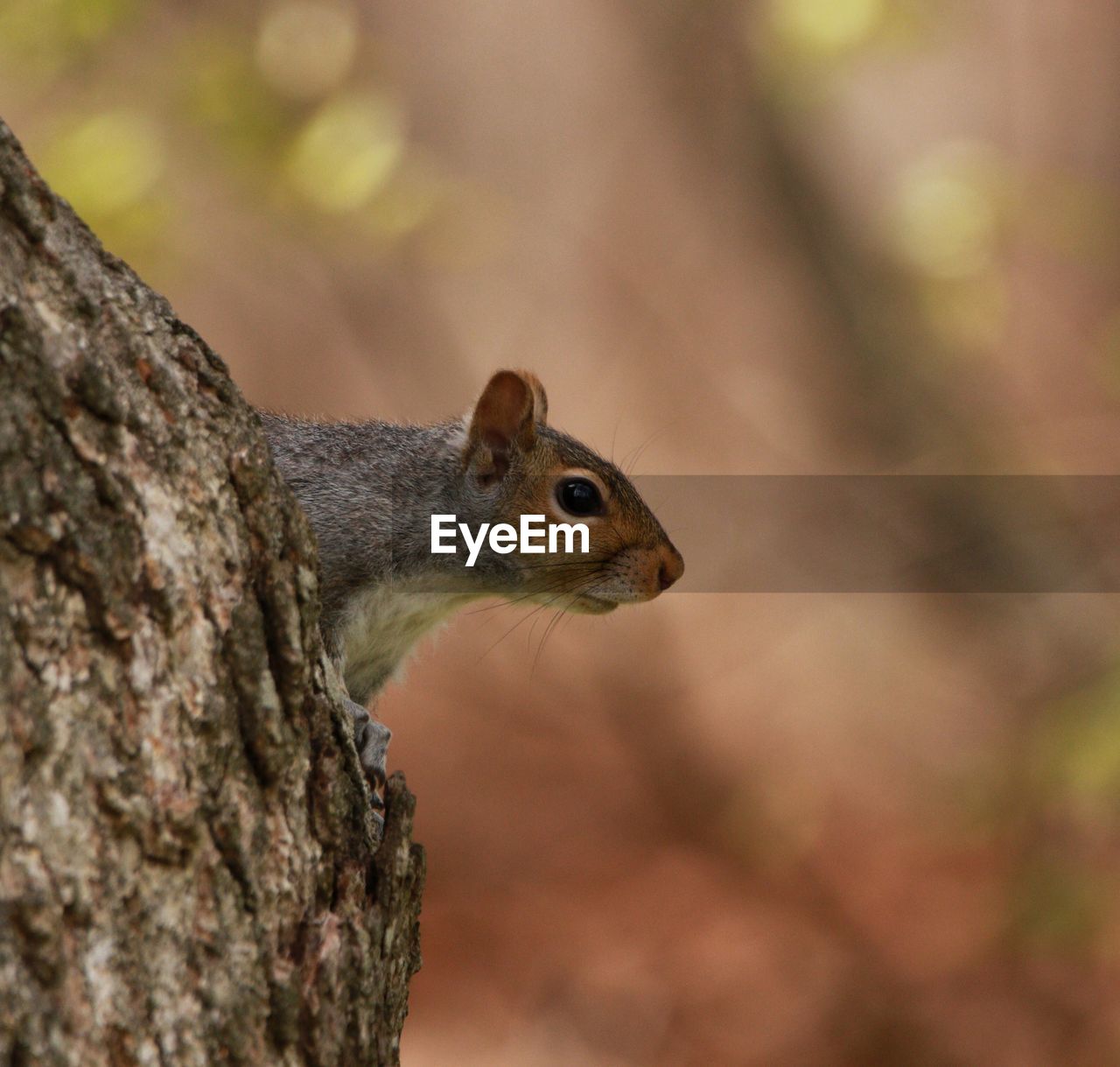 CLOSE-UP OF SQUIRREL