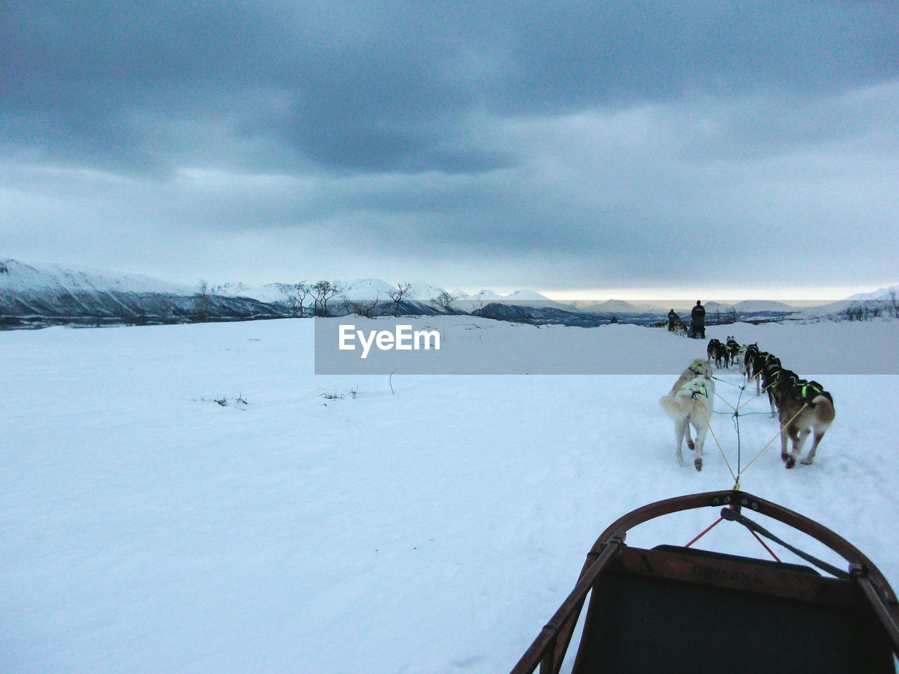 Dogs pulling sled on snow covered field against cloudy sky