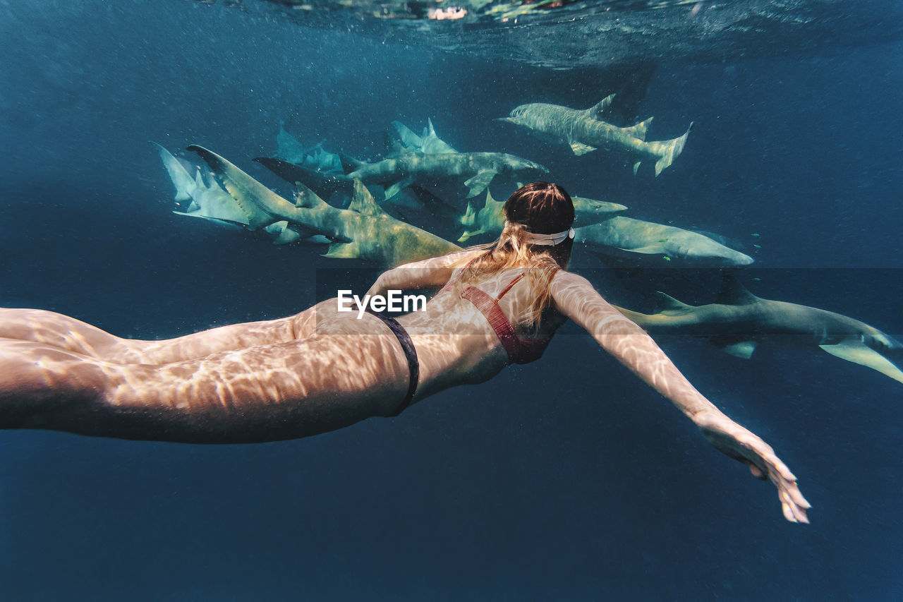 Woman swimming with nurse sharks in sea