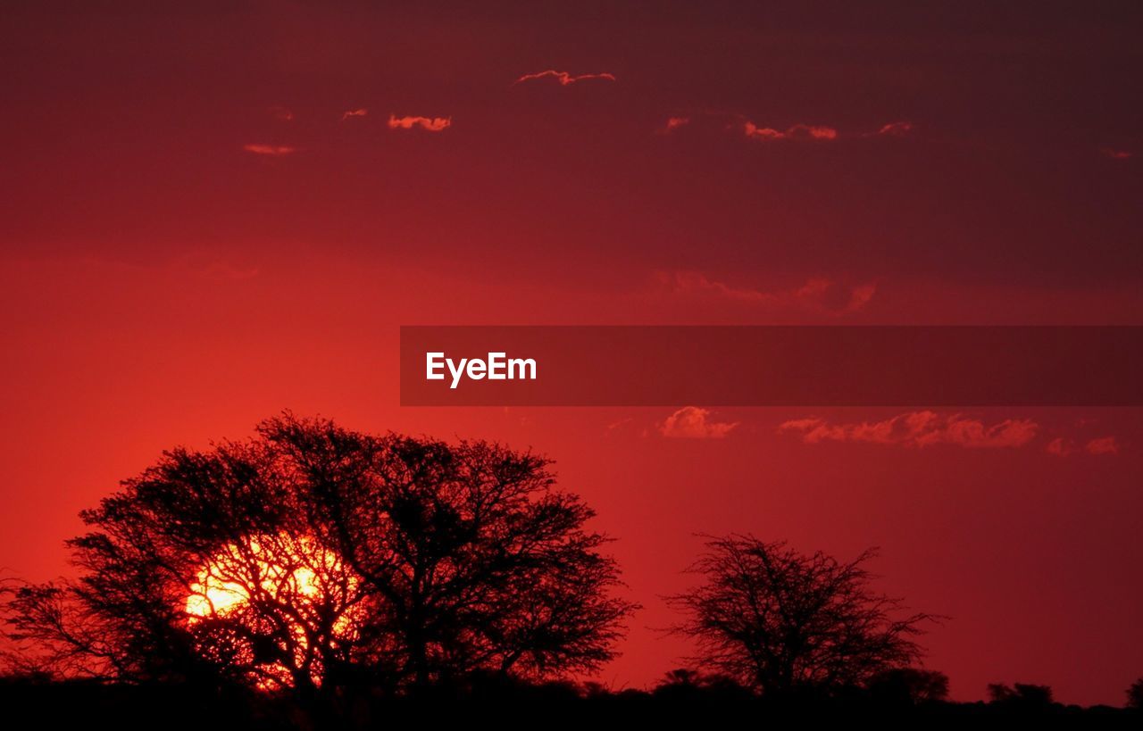 LOW ANGLE VIEW OF SILHOUETTE TREE AGAINST SKY AT SUNSET