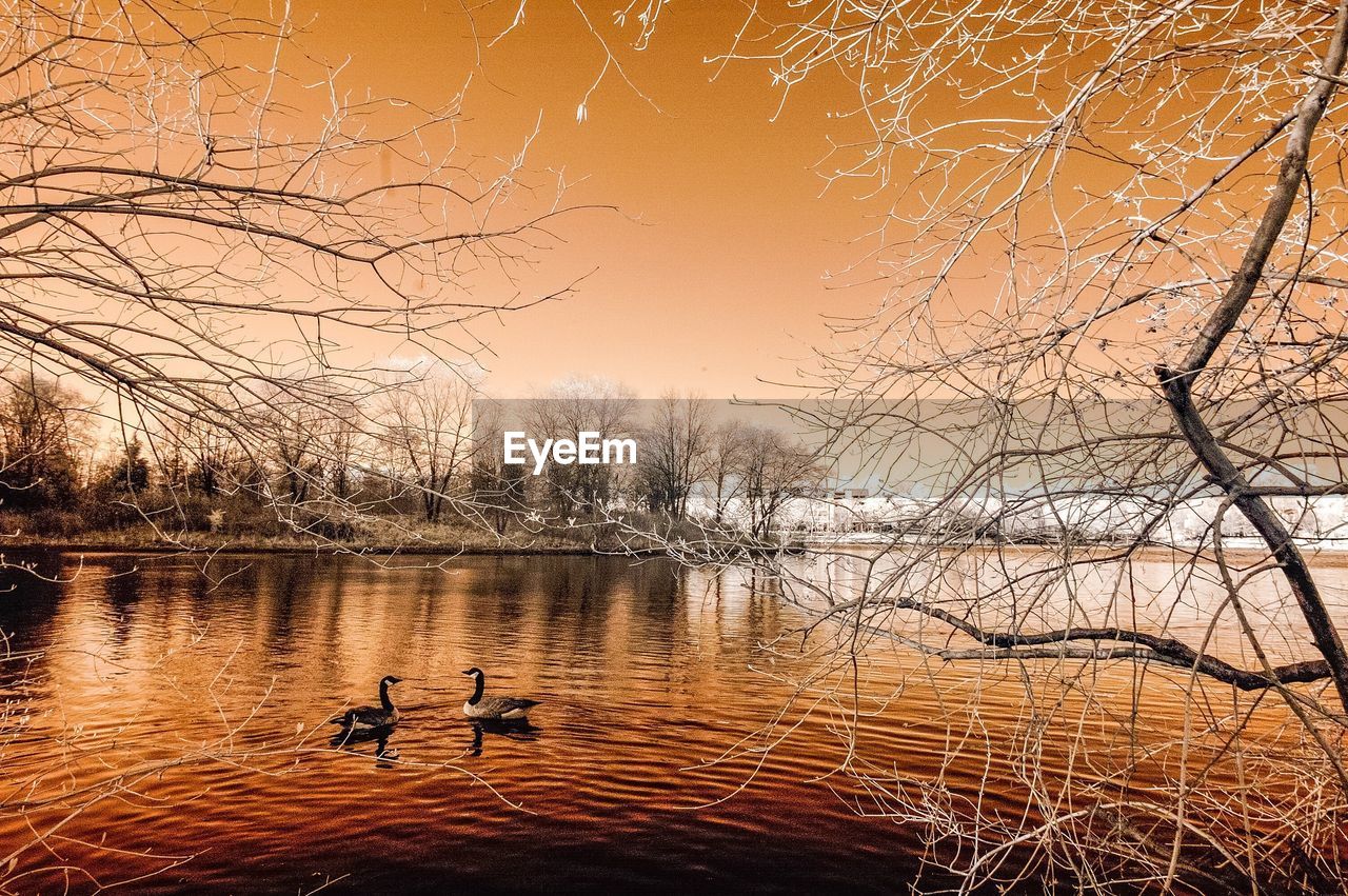 BIRDS ON CALM LAKE