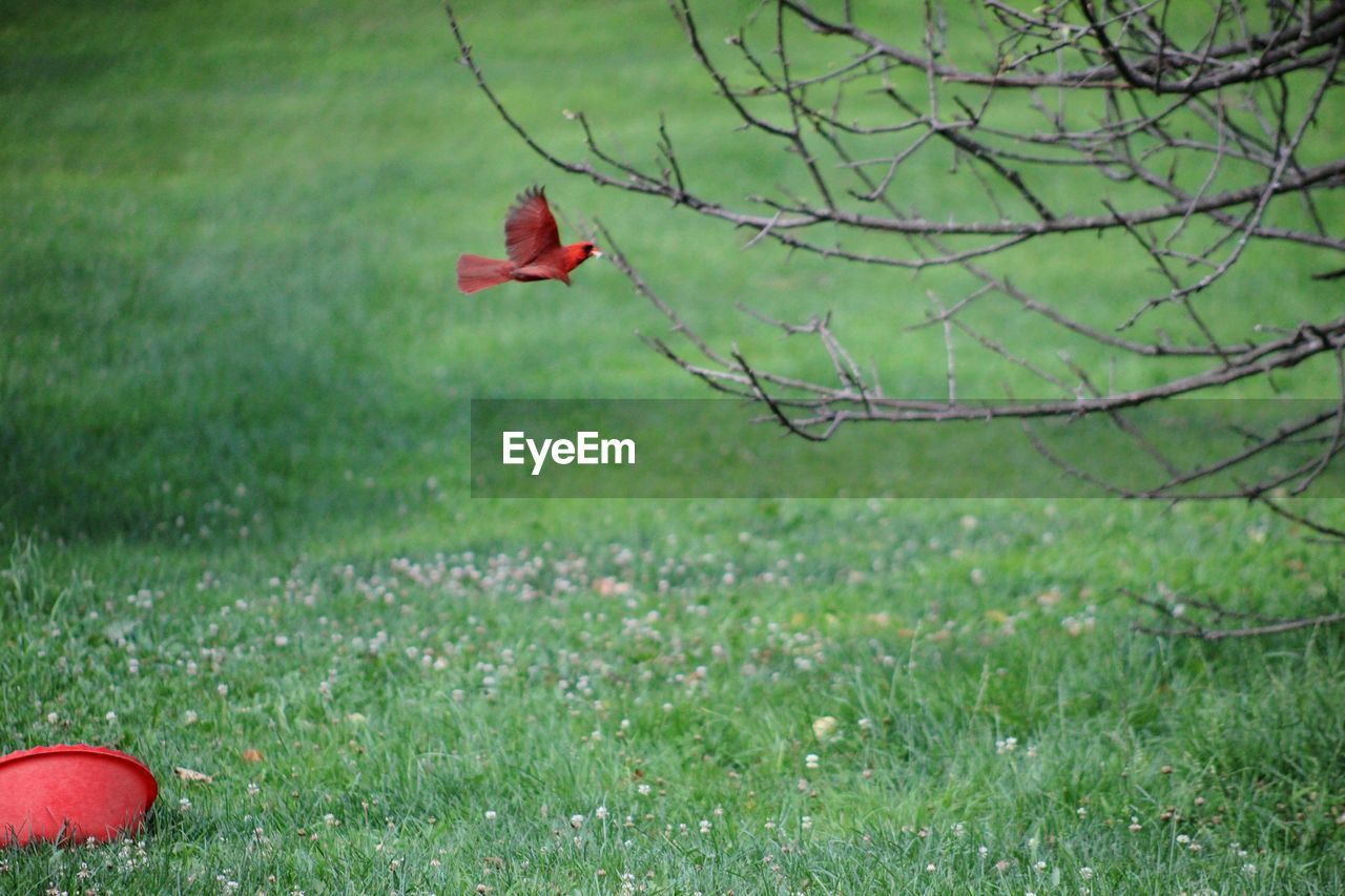 RED LEAF ON FIELD