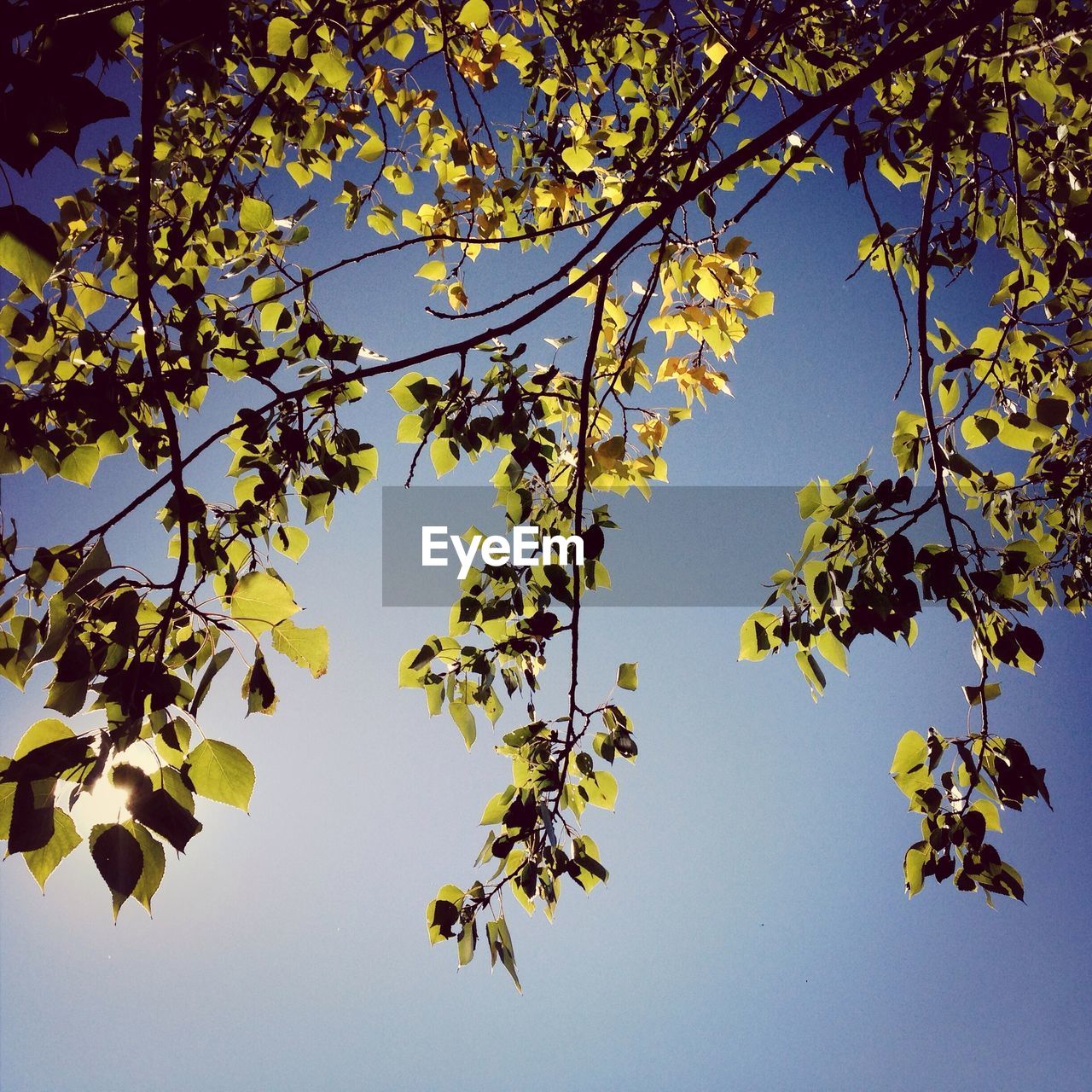 Low angle view of branches against sky