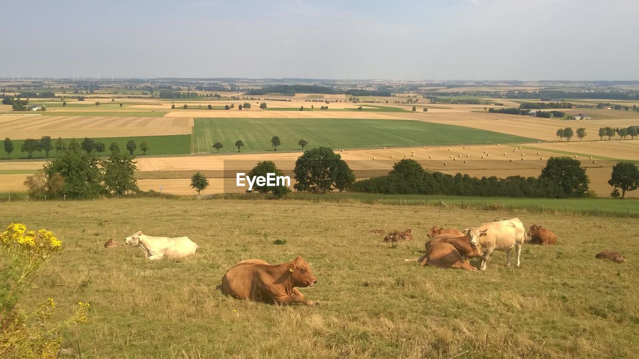 Cows grazing on field against sky