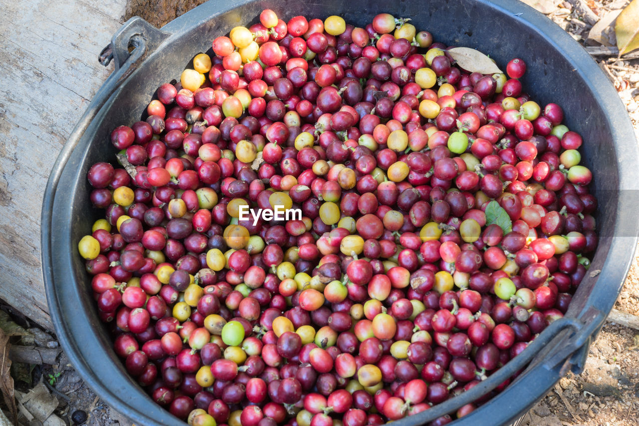 CLOSE-UP OF FRUITS