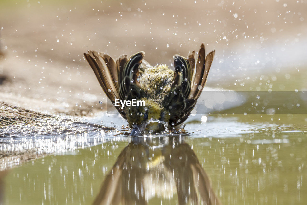 nature, water, animal themes, animal, close-up, macro photography, wildlife, animal wildlife, one animal, bird, no people, animal body part, reflection, insect, outdoors, spider, splashing, focus on foreground, day, lake, motion