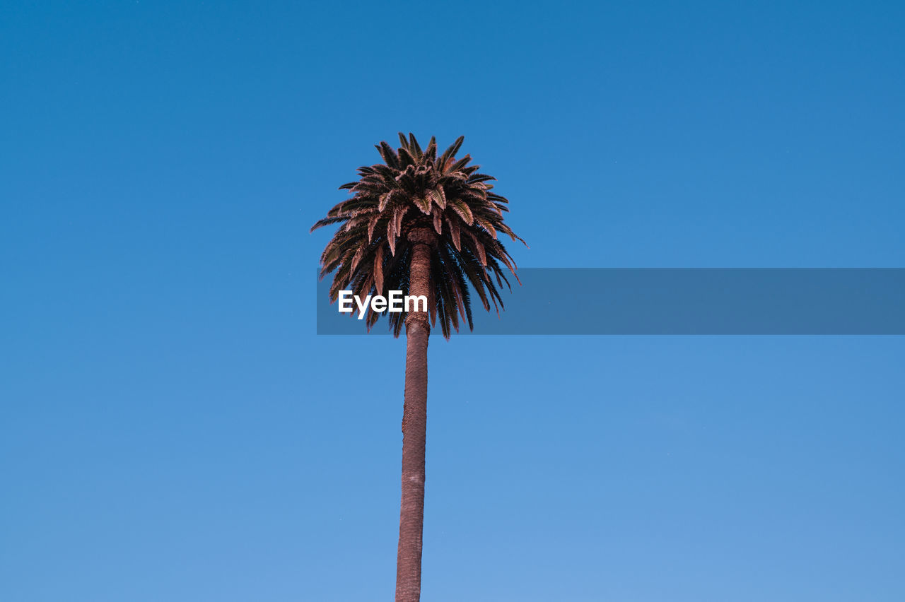 Low angle view of palm tree against clear blue sky