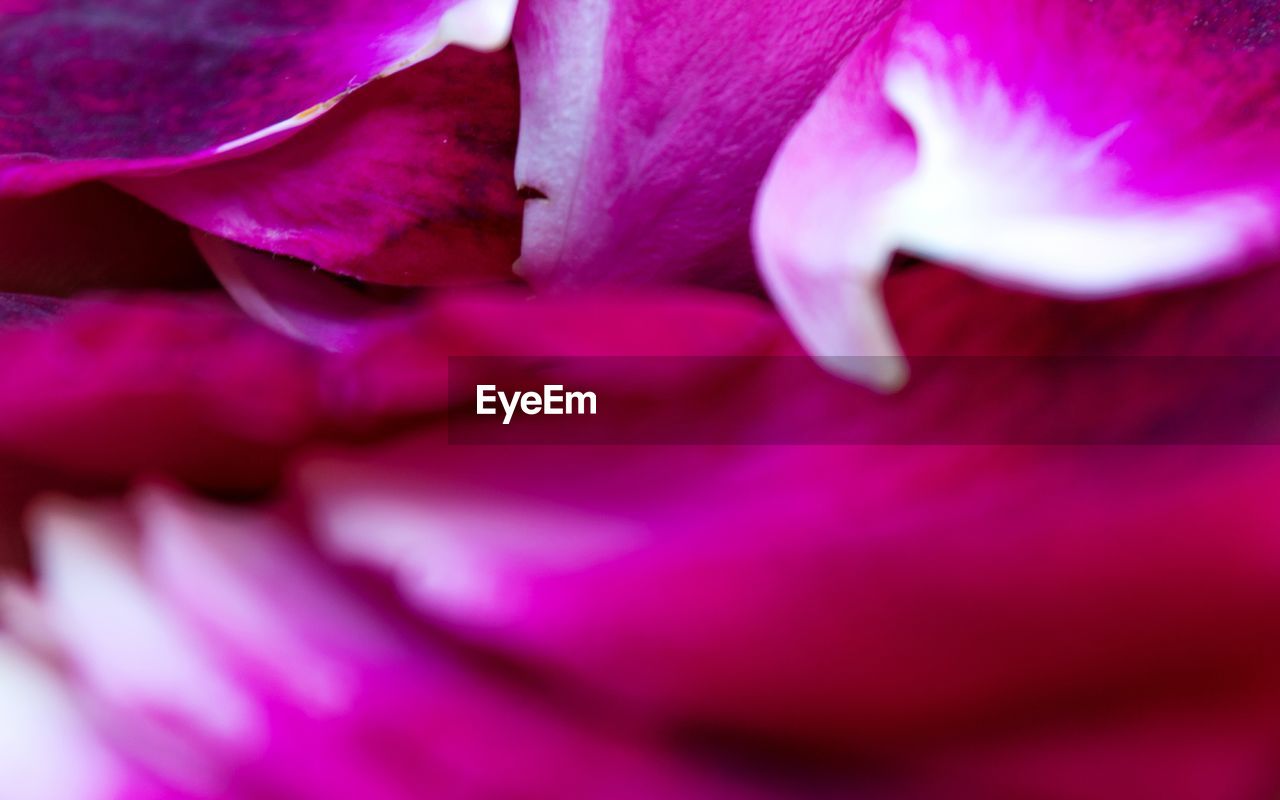 CLOSE-UP OF PURPLE FLOWER