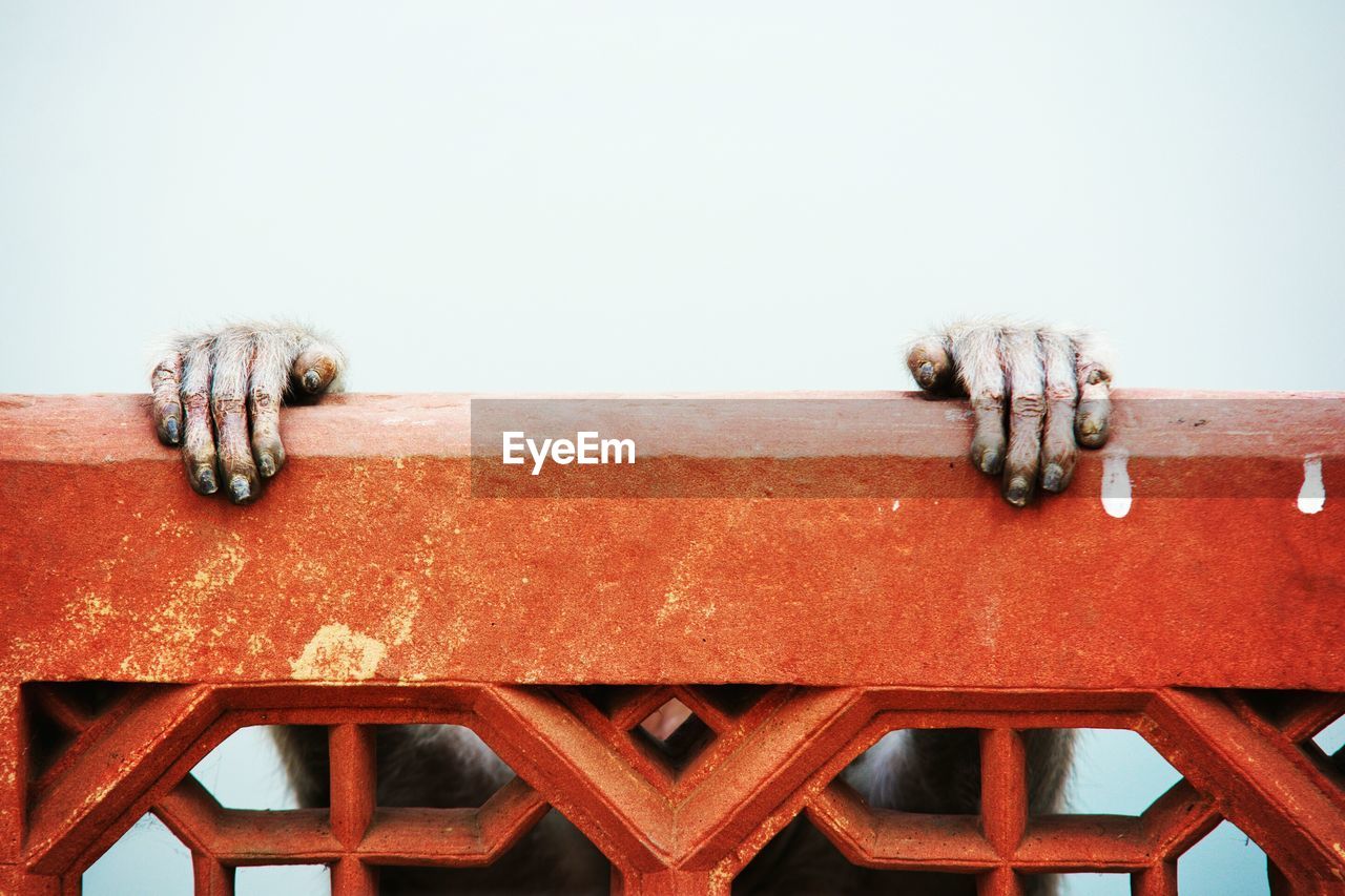 Monkey
close-up of rusty metal railing against clear sky
