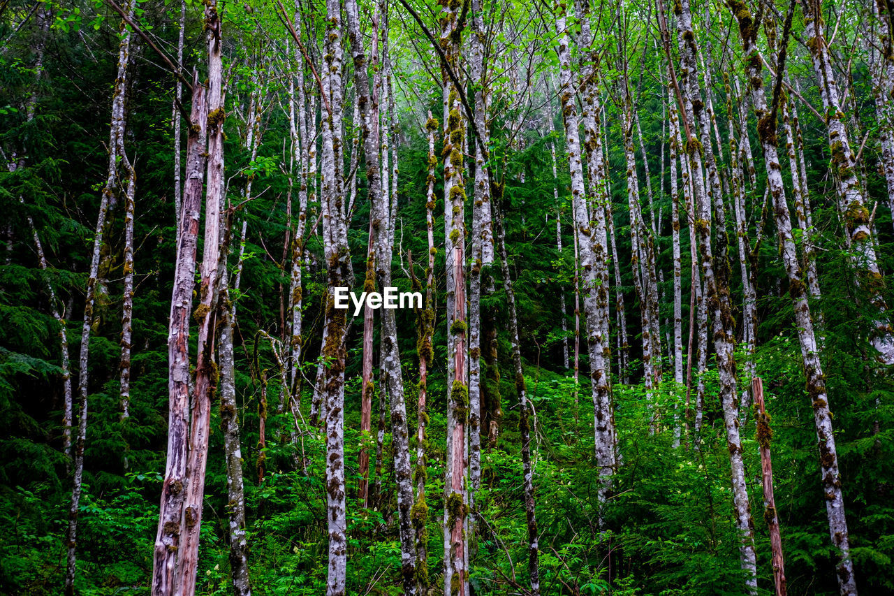 Trees in forest