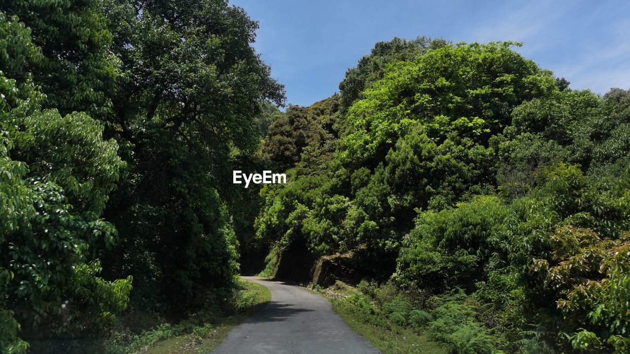 road amidst trees in forest