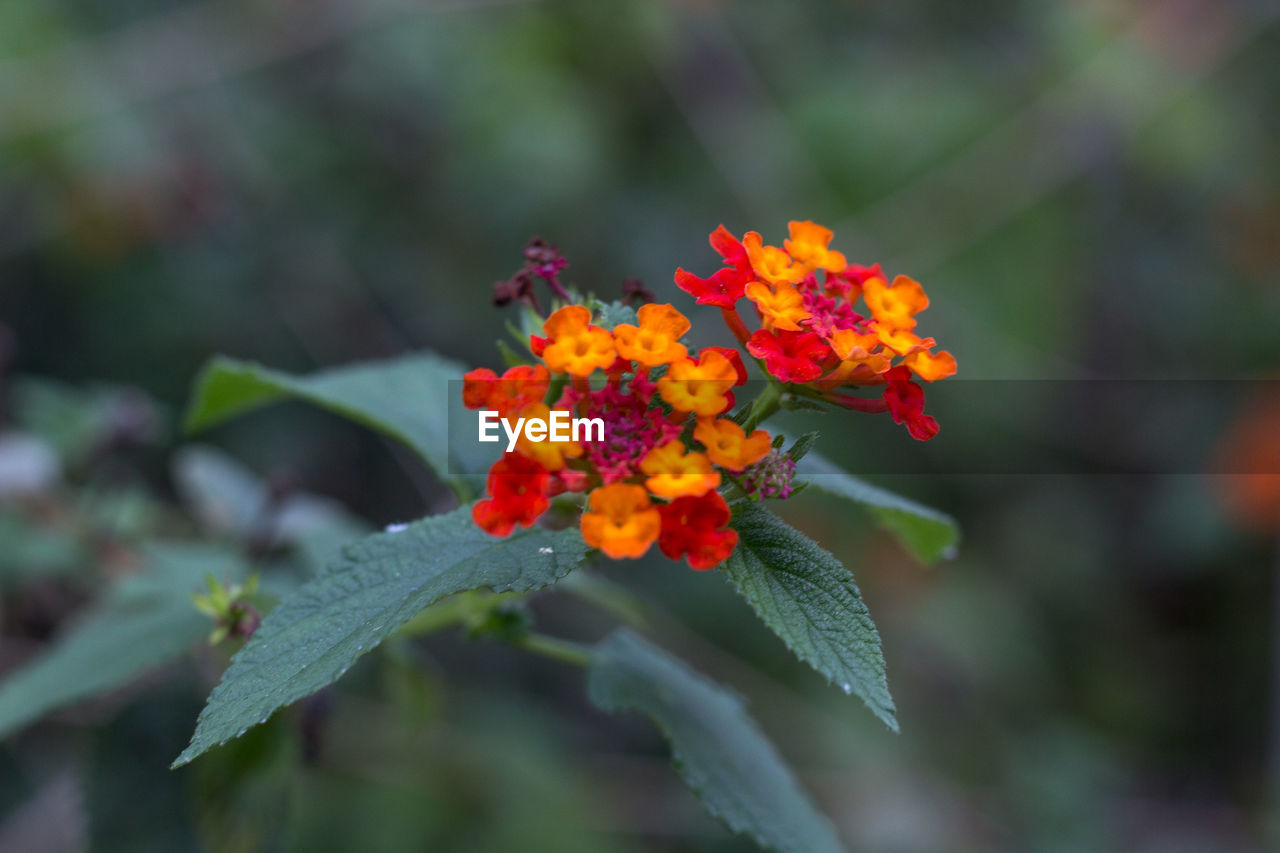 Close-up of orange flowering plant