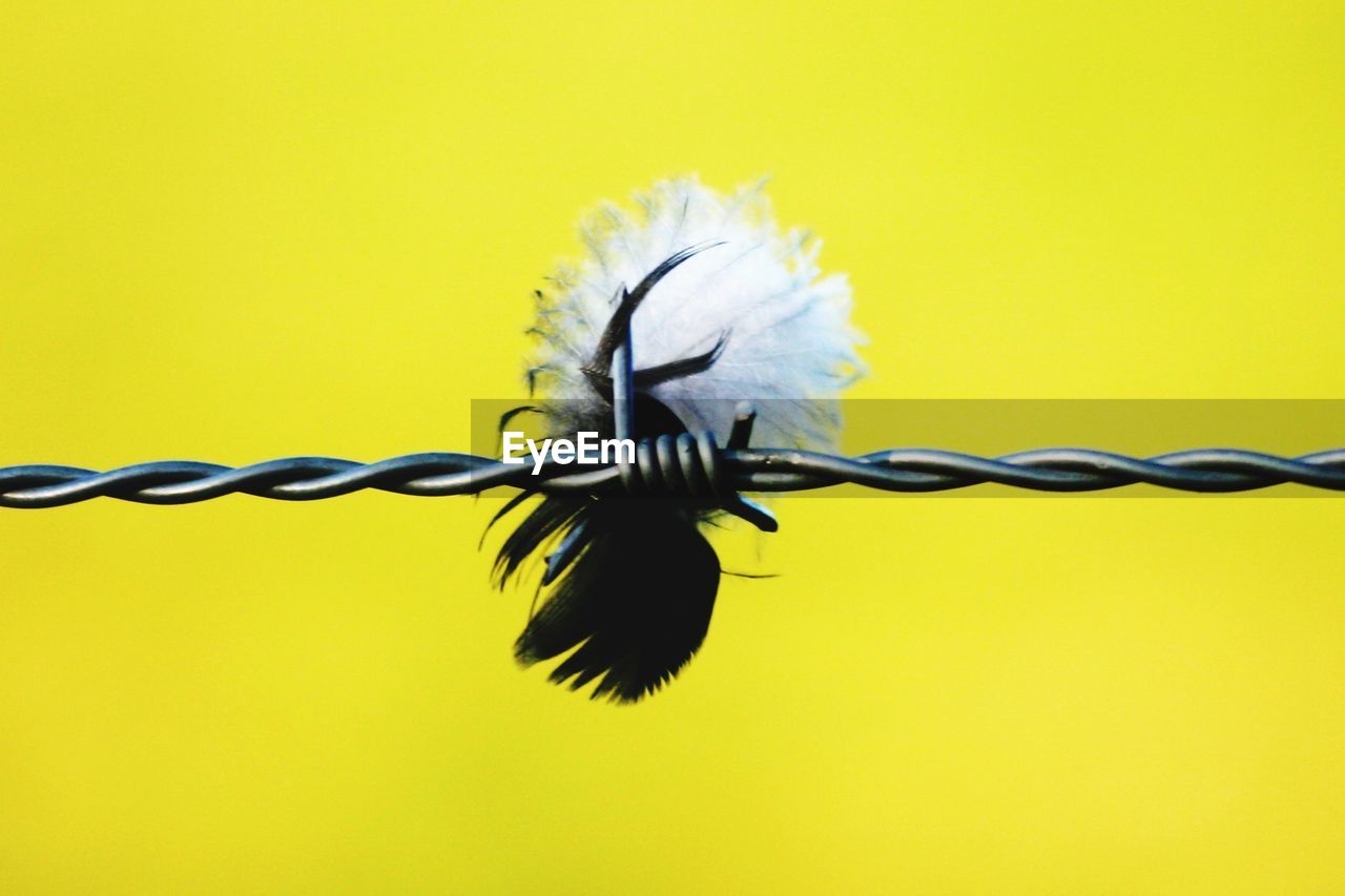 Close-up of feather in barbed wire against yellow background
