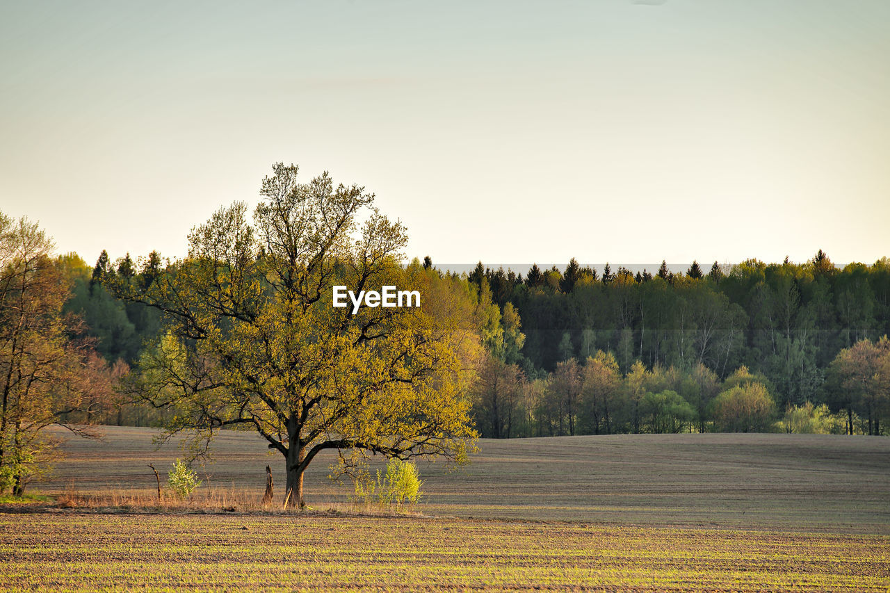 Trees against clear sky