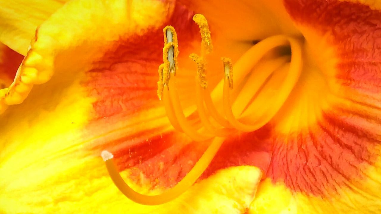 Extreme close-up of yellow flower blooming outdoors