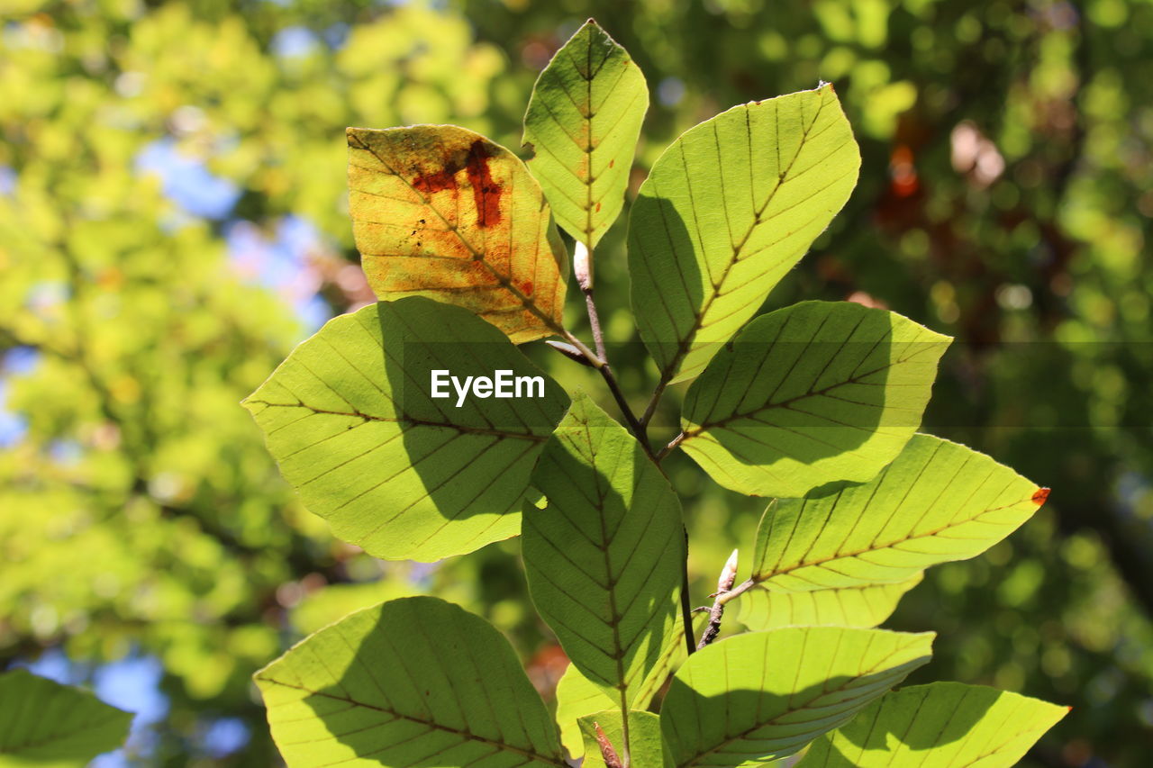 CLOSE-UP OF LEAF ON PLANT