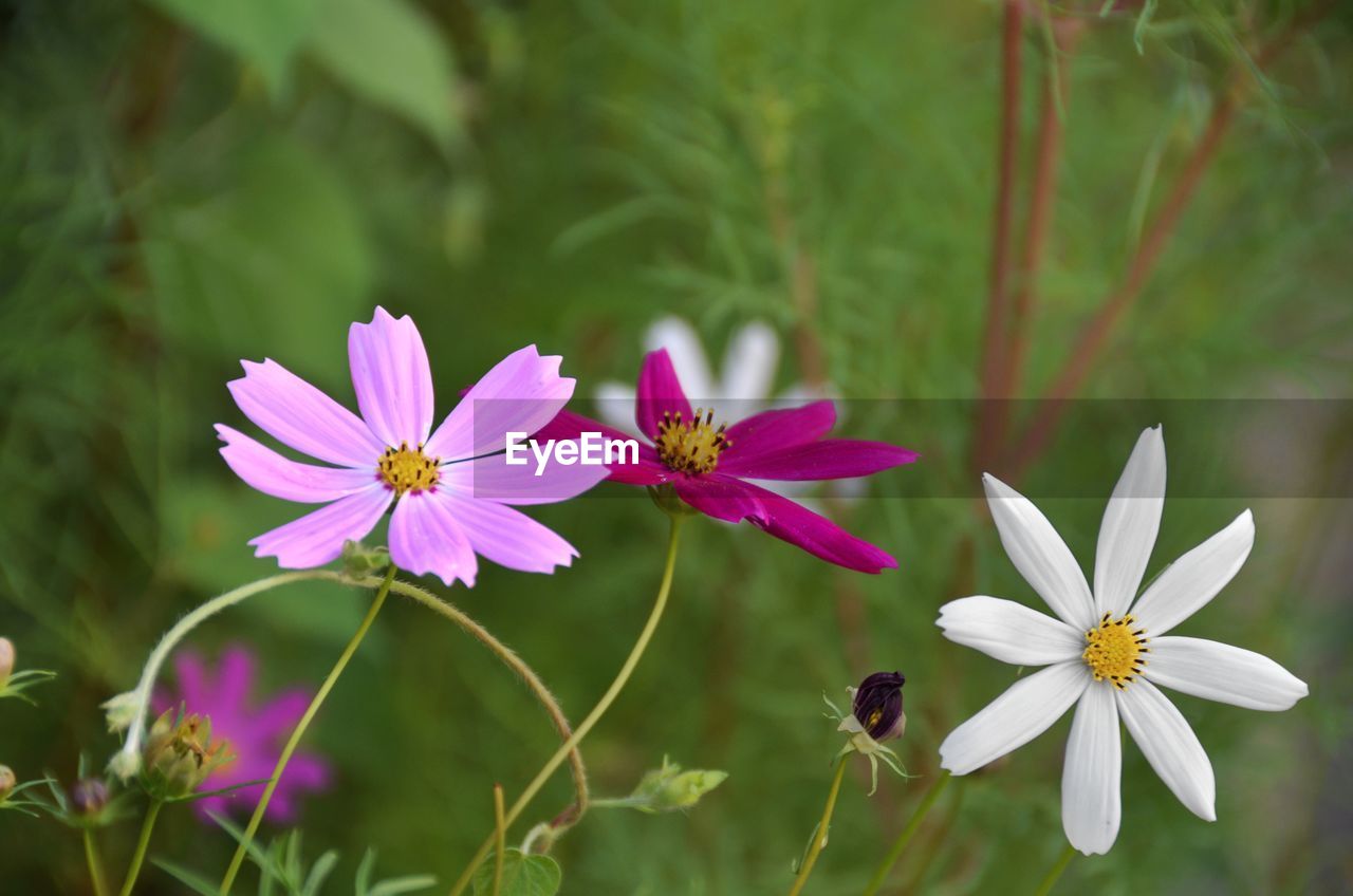 CLOSE-UP OF PURPLE FLOWER