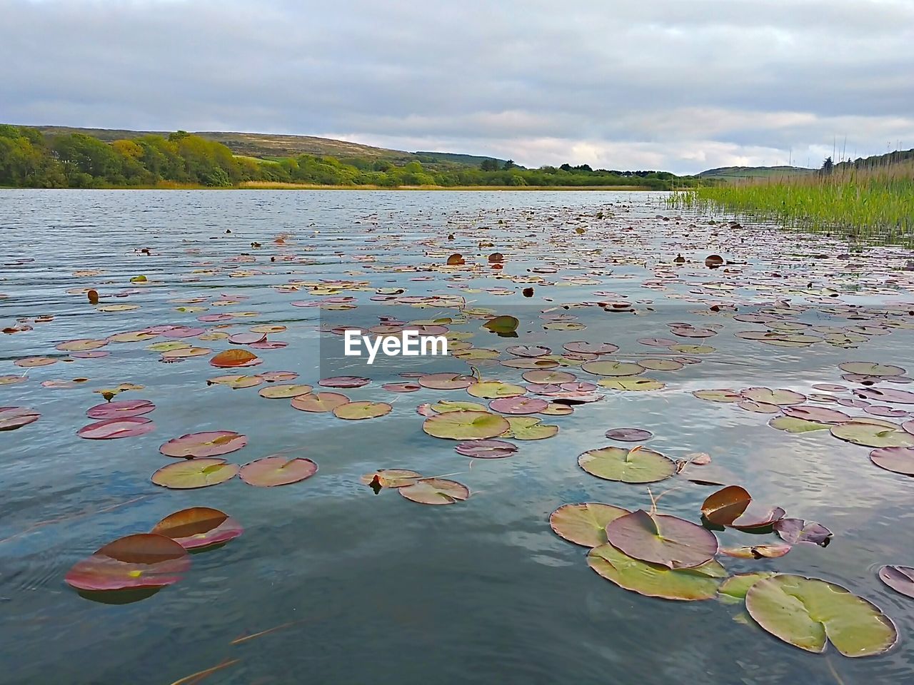 VIEW OF LOTUS WATER LILY IN LAKE