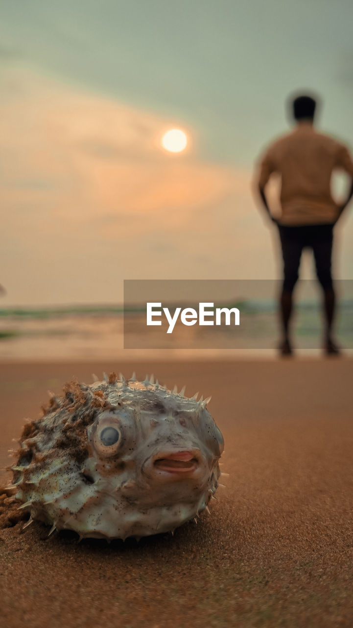 Rear view of man standing on beach with pufferfish 