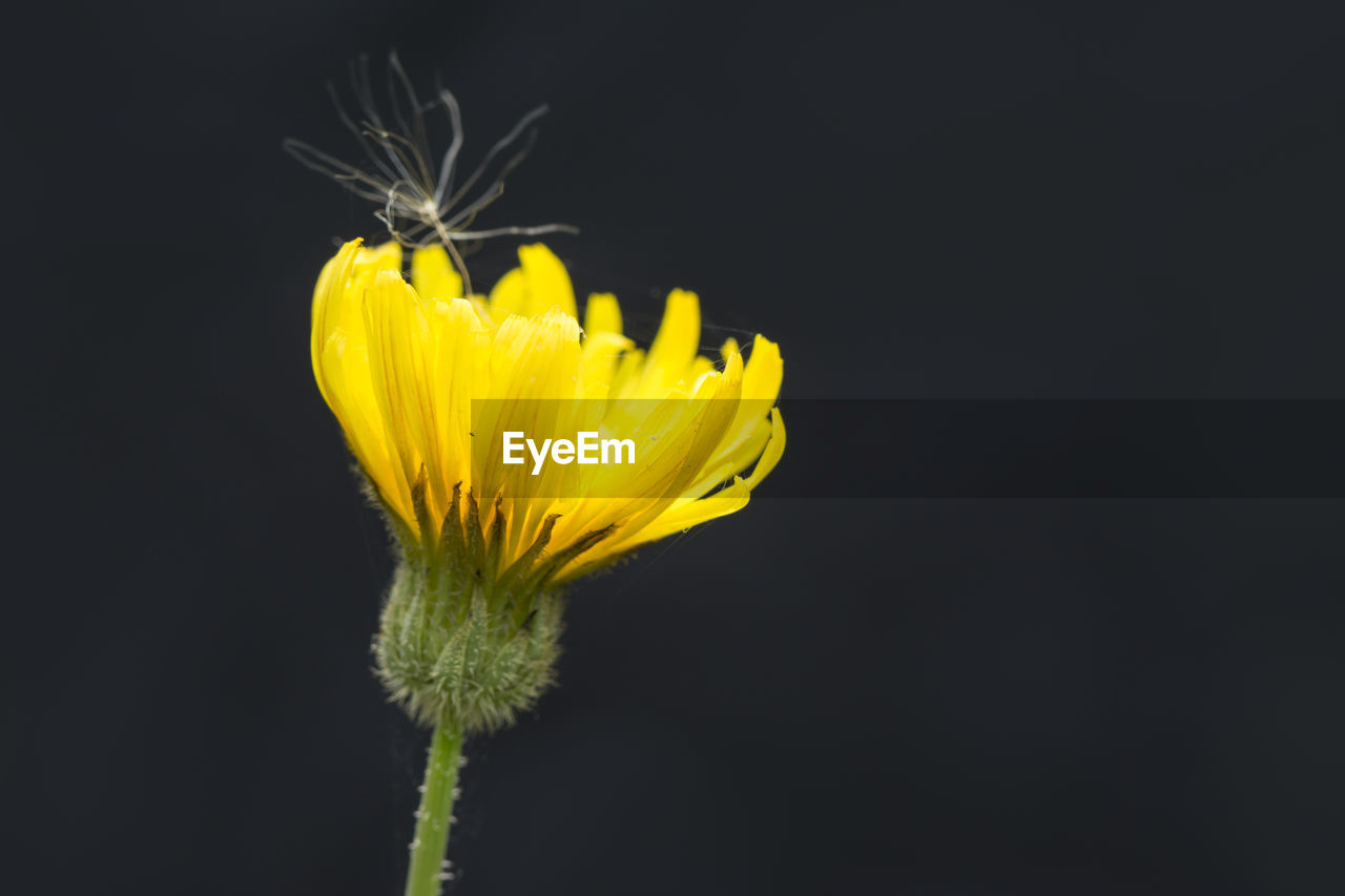 CLOSE-UP OF YELLOW INSECT ON FLOWER