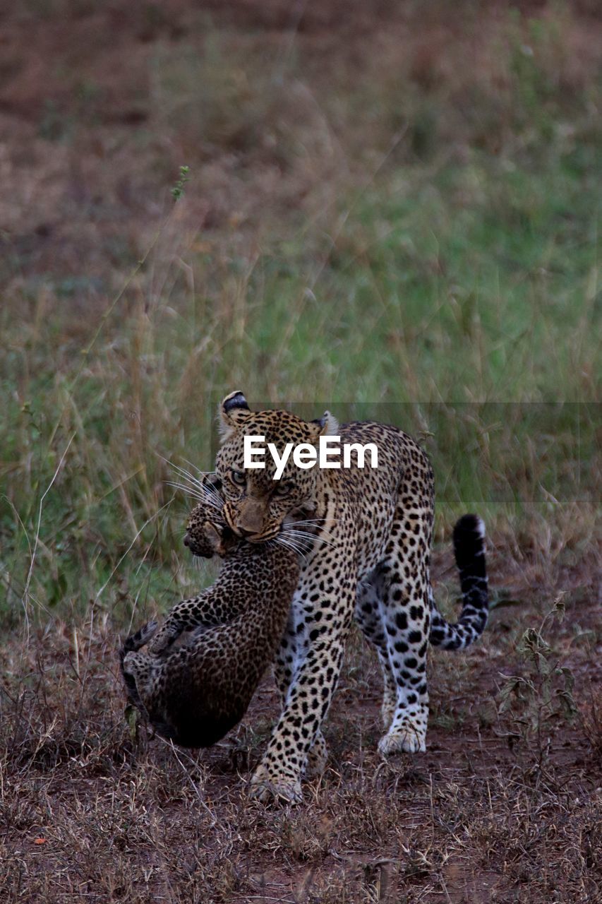 View of a cat on ground