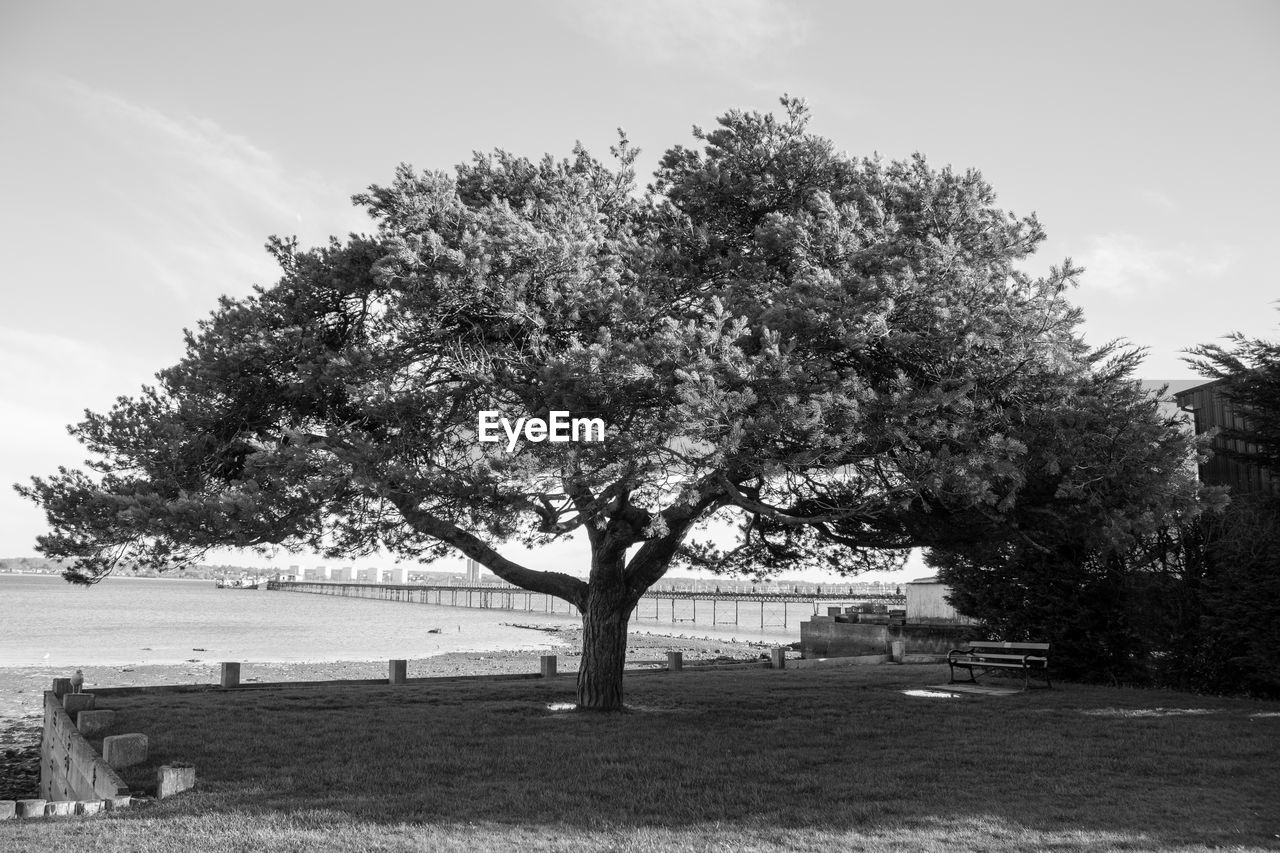 tree, plant, sky, nature, black and white, land, beauty in nature, landscape, monochrome, environment, monochrome photography, grass, tranquility, cloud, day, scenics - nature, field, outdoors, no people, water, growth, rural area, tranquil scene, flower, white, park