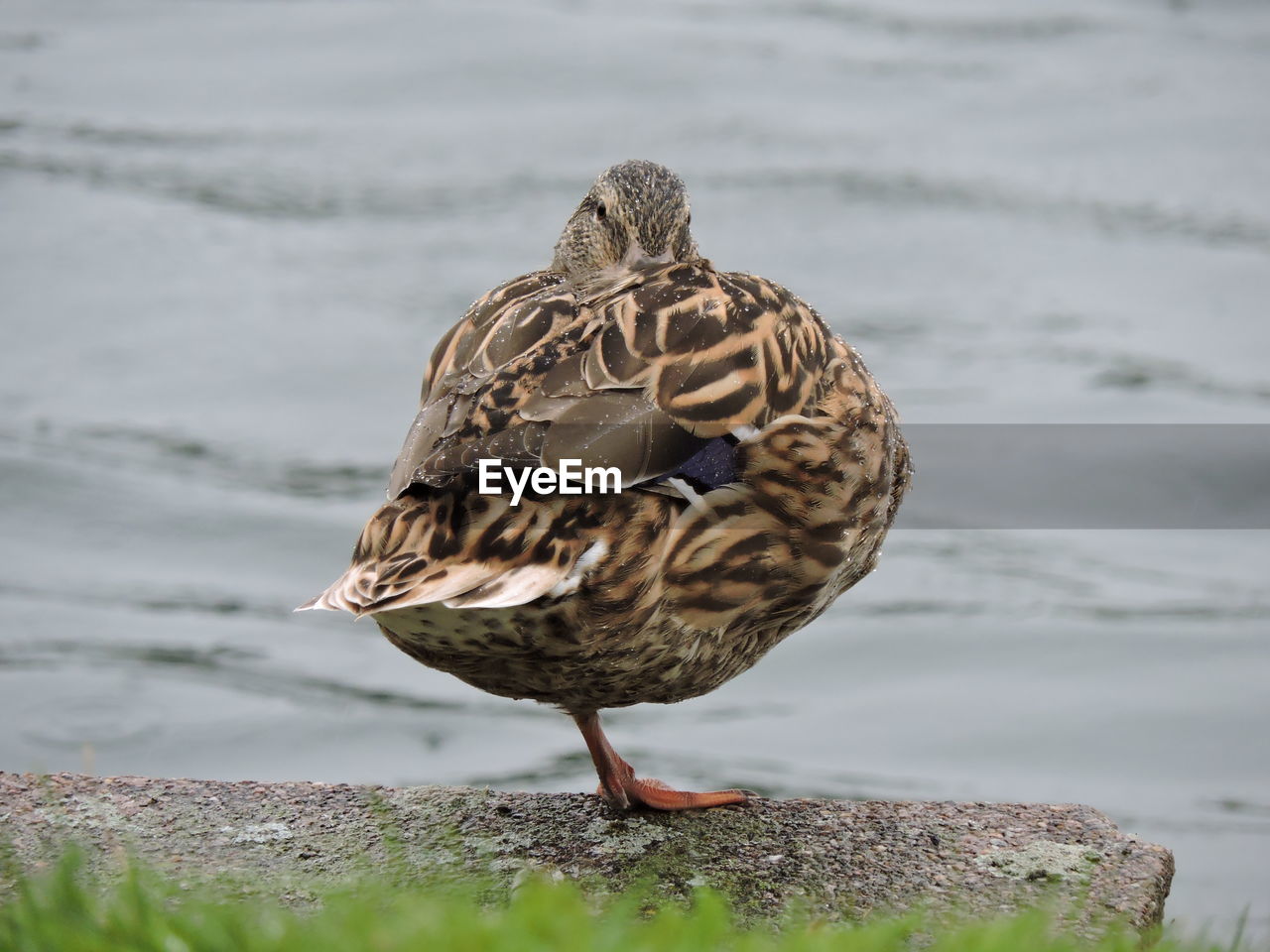 BIRD PERCHING ON A LAKESHORE