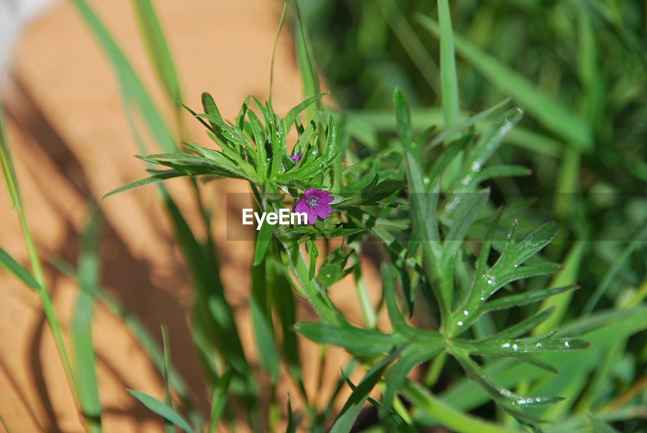 Close-up of purple flowering plant