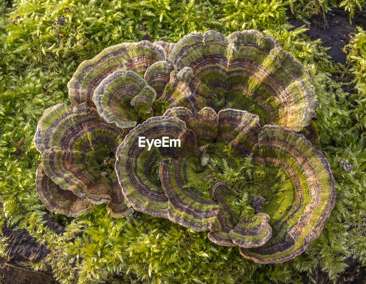 HIGH ANGLE VIEW OF SHELLS IN FOREST