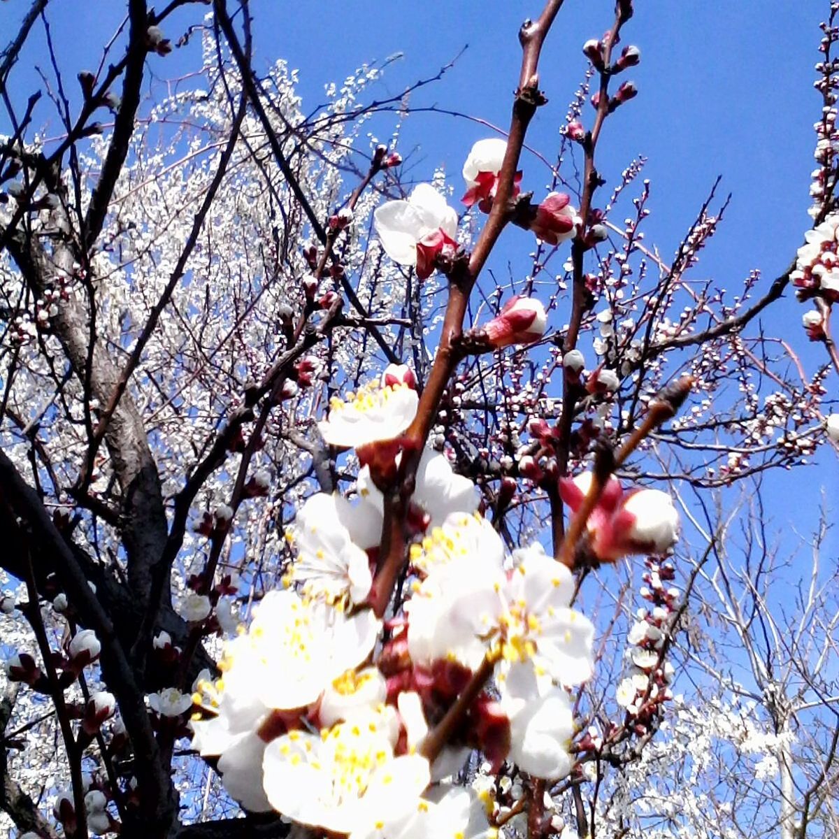 LOW ANGLE VIEW OF CHERRY BLOSSOMS