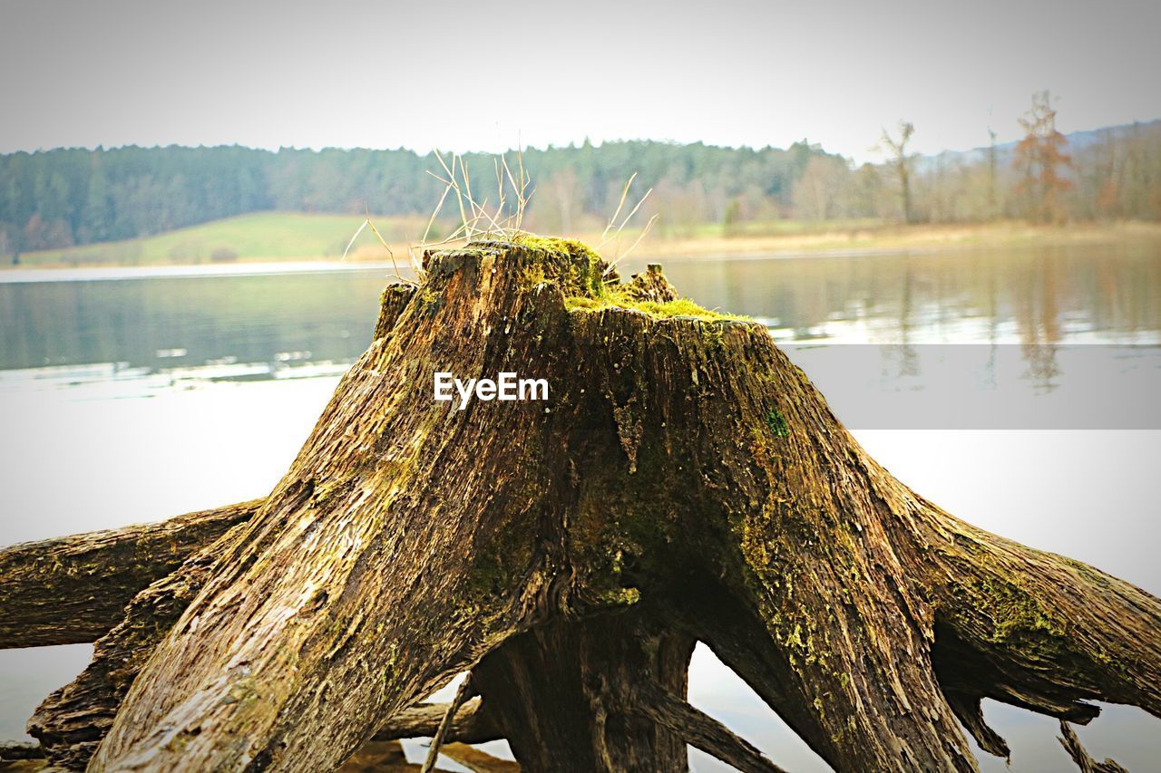 CLOSE-UP OF TREE TRUNK AGAINST SKY