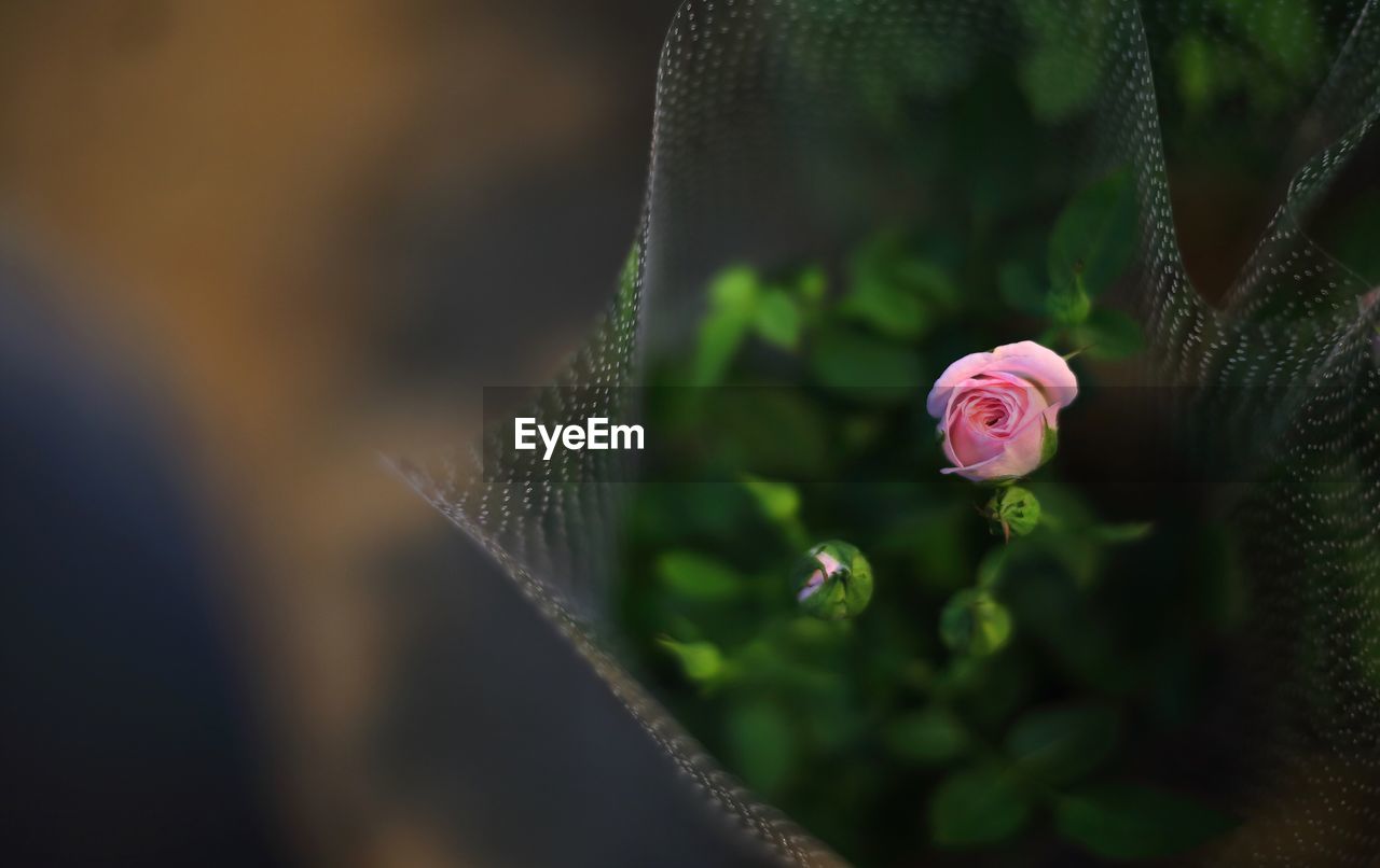 Pink rose wrapped in bouquet