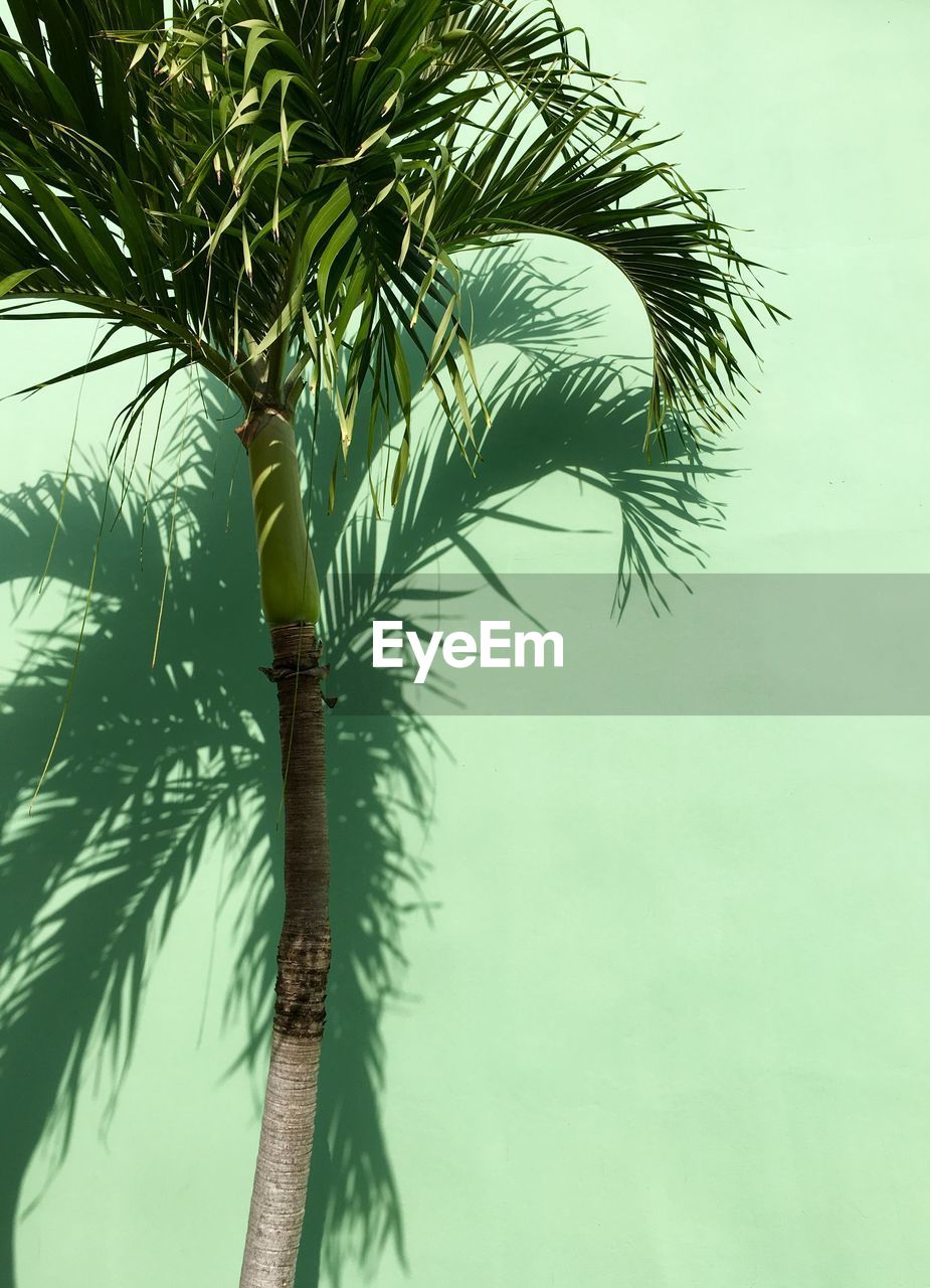 Low angle view of palm tree against green wall