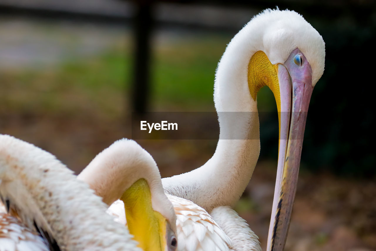 Close-up of pelicans on field