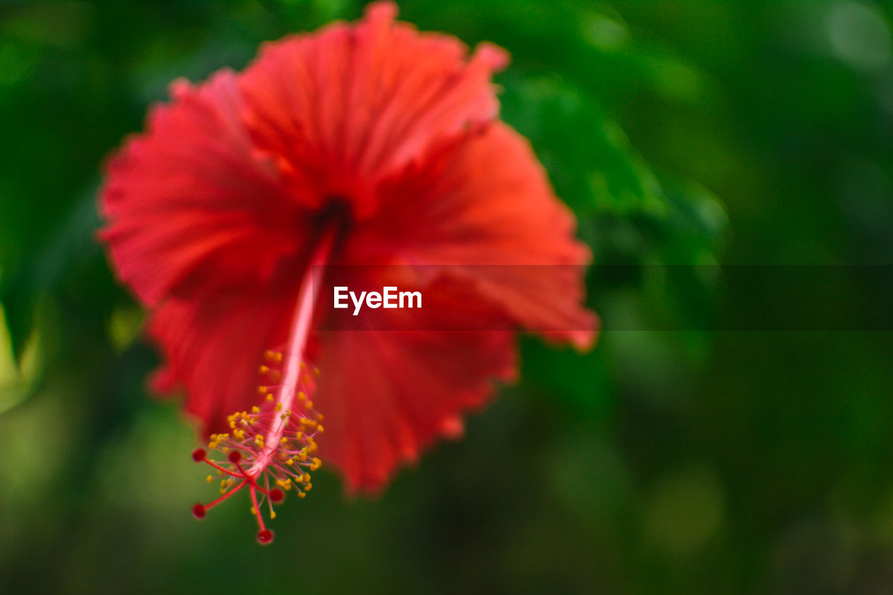 CLOSE-UP OF RED HIBISCUS ON PLANT