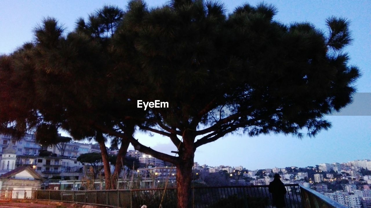 VIEW OF TREES IN TOWN AGAINST SKY