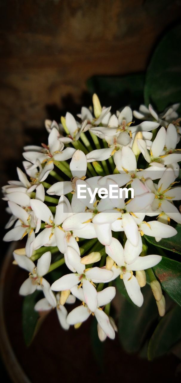 CLOSE-UP OF WHITE FLOWERS ON PLANT