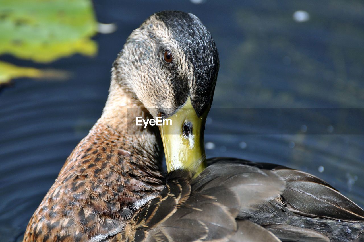 Close-up of duck swimming on lake